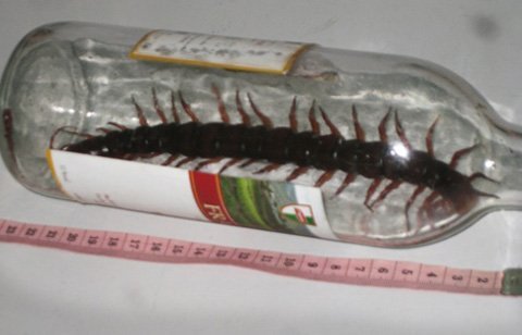 Rết khổng lồ