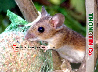 Dịch vụ diệt chuột,thuốc diệt chuột,bẫy chuột,công ty diệt chuột,webdietchuot.com.vn – Giới thiệu website hay