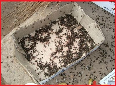 Diệt côn trùng – Dịch vụ diệt côn trùng – Công ty diệt côn trùng: mối, muỗi, gián chuyên nghiệp – Giới thiệu website hay