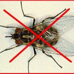 Diệt côn trùng – Dịch vụ diệt côn trùng – Diệt gián, kiến, mối, mọt, ruồi, muỗi – Giới thiệu website hay