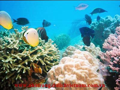 Tìm hiểu về Khu bảo tồn biển Hòn Mun ở Nha Trang