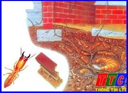 Dịch vụ diệt mối – Diệt  mối mọt và Côn trùng với Dichvudietmoi.org – Giới thiệu website hay