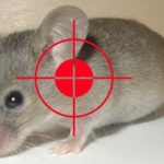 Diệt chuột, dịch vụ diệt chuột, diet chuot, dich vu diet chuot – Giới thiệu website hay