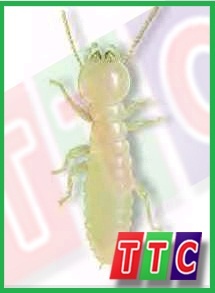 Diet moi – Thuốc diệt mối – Thuoc diet moi – Dịch vụ diệt mối – Dich vu diet moi – Diệt mối – Diệt mối tận gốc – Giới thiệu website hay