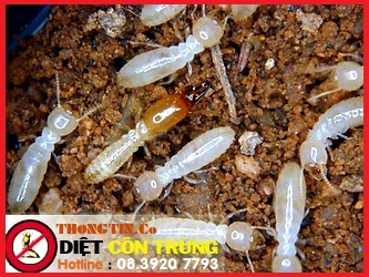Diệt mối – Diệt Mối hiệu quả – Dịch vụ diệt mối, khử trùng – Giới thiệu website hay