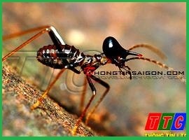Diệt Mối – Dịch vụ diệt mối, diệt muỗi, diệt kiến, diệt chuột. Diet Moi .com – Giới thiệu website hay