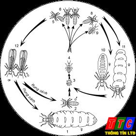 Diệt mối tận gốc – Diet moi, diệt côn trùng – Giới thiệu website hay