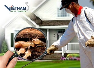 Diệt mối Việt Nam – Diet Moi, Công ty Diệt mối chuyên nghiệp – Giới thiệu website hay