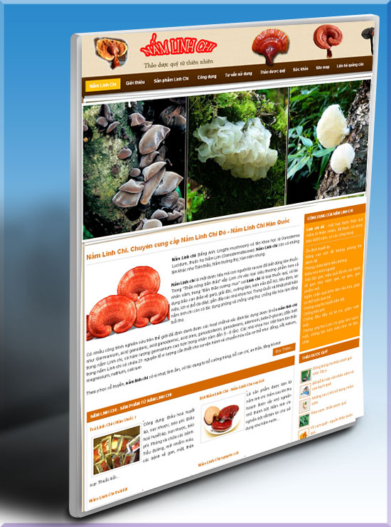Nấm linh chi – Thảo dược quý – Giới thiệu website hay