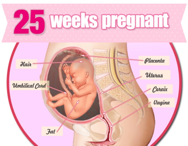 Mang thai tuần 25 thai nhi có sự phát triển mới
