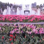Vườn hoa thành phố Đà Lạt – Linh hồn của xứ sở ngàn hoa